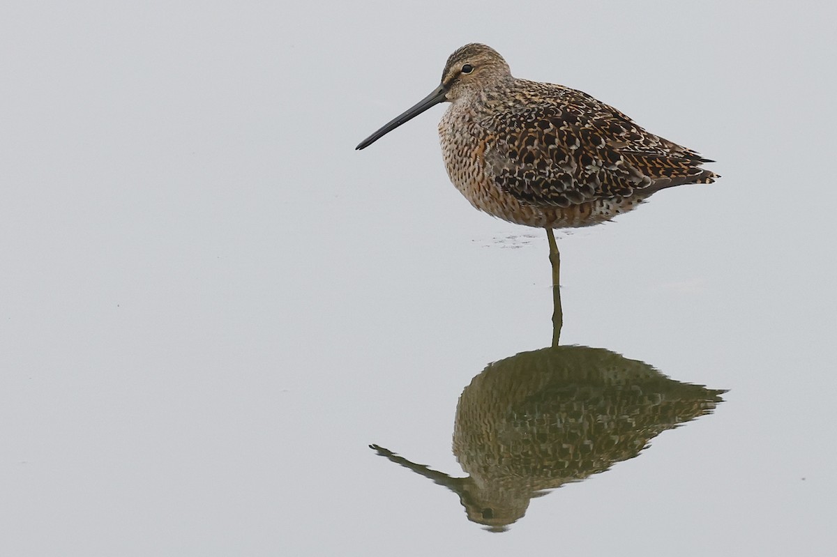 Long-billed Dowitcher - ML618400580