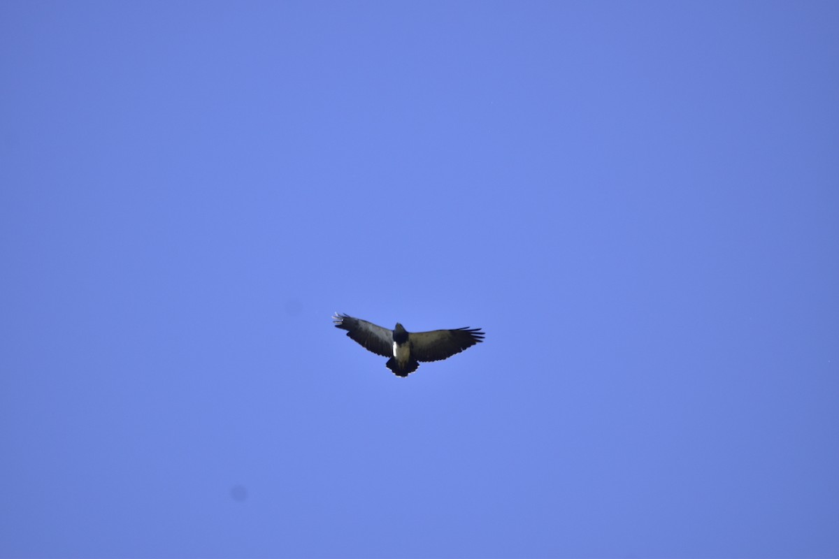 Black-chested Buzzard-Eagle - ML618400600