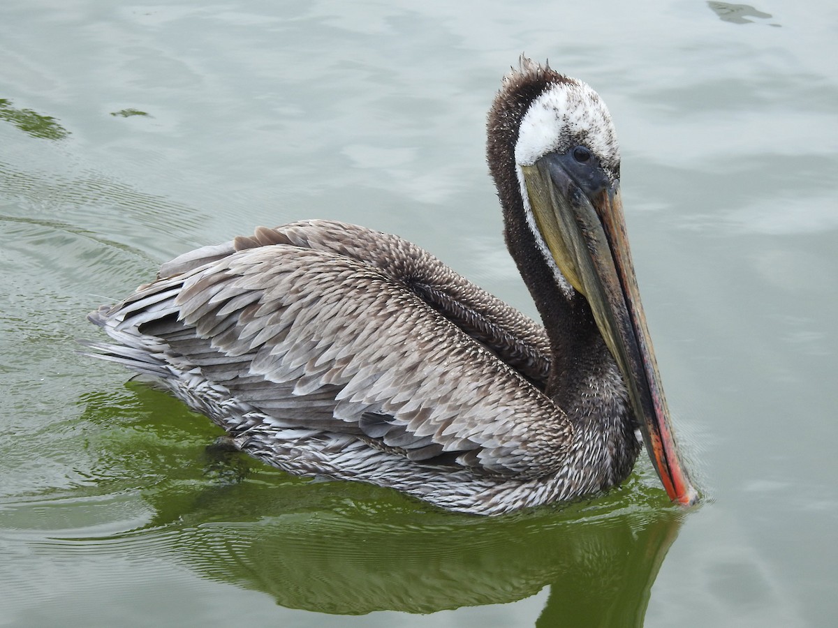 pelikán hnědý - ML618400607