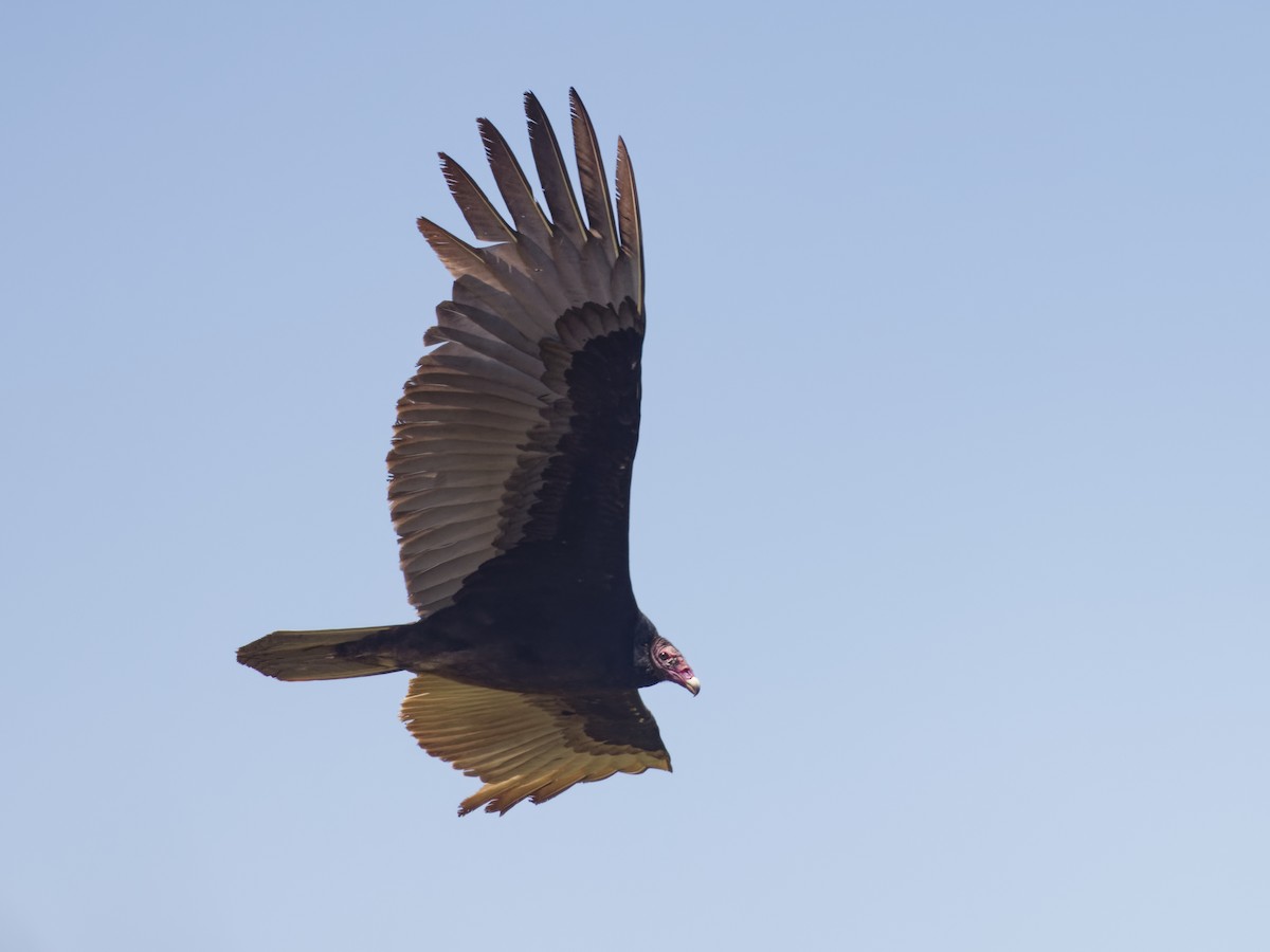 Turkey Vulture - ML618400635