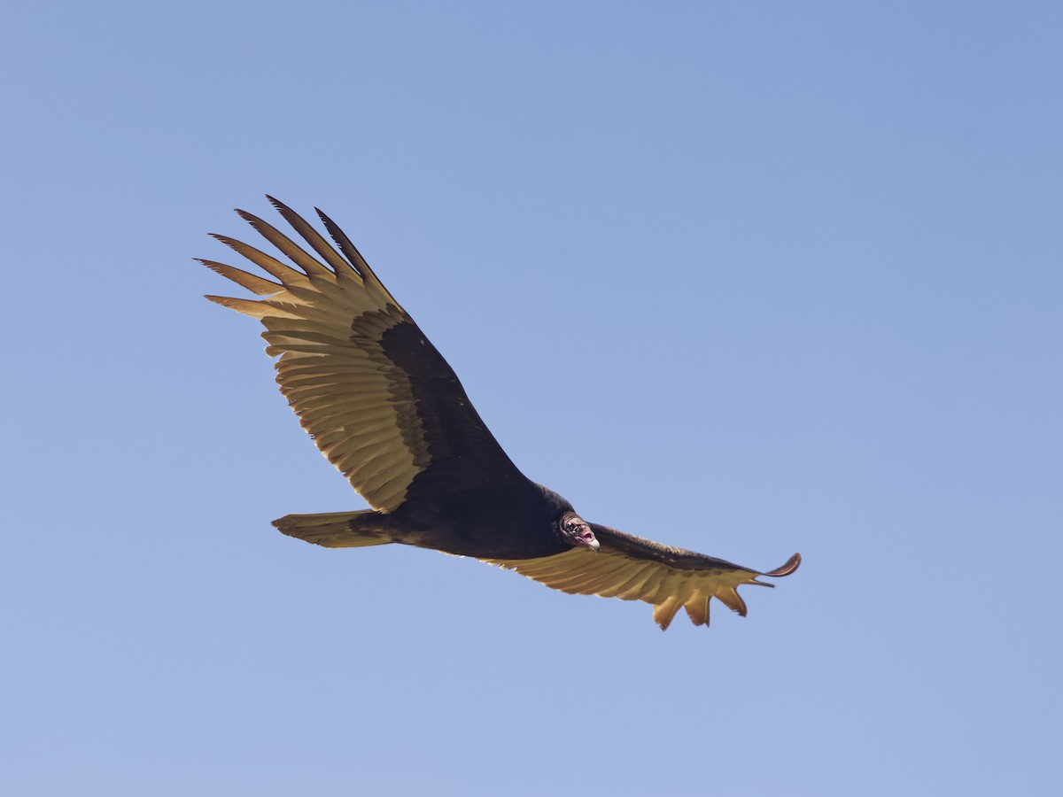 Turkey Vulture - ML618400636