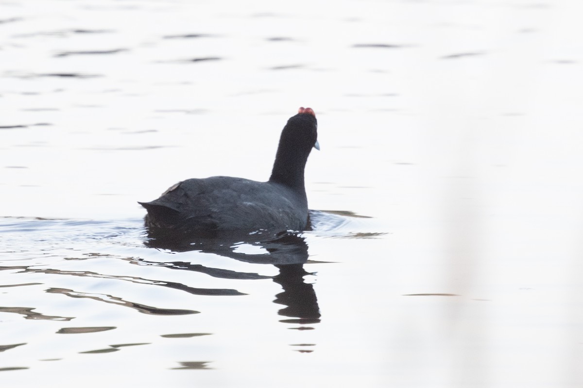 Red-knobbed Coot - ML618400641