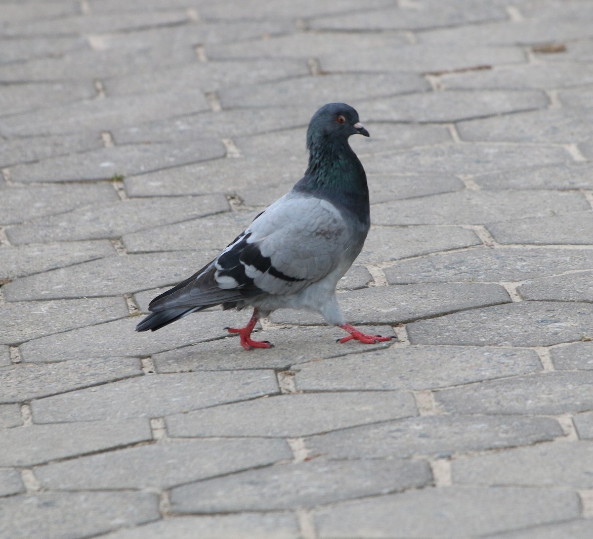 Rock Pigeon (Feral Pigeon) - ML618400642