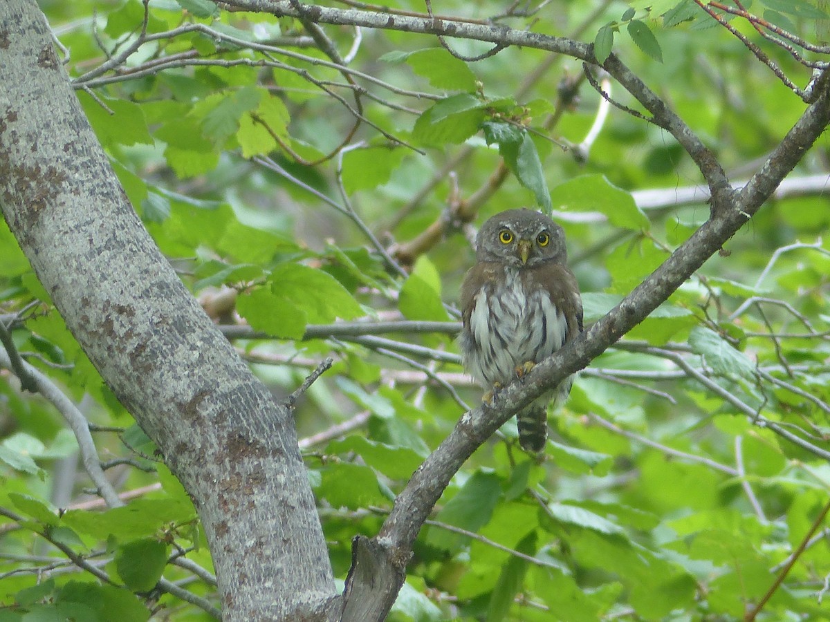 Northern Pygmy-Owl - ML618400704