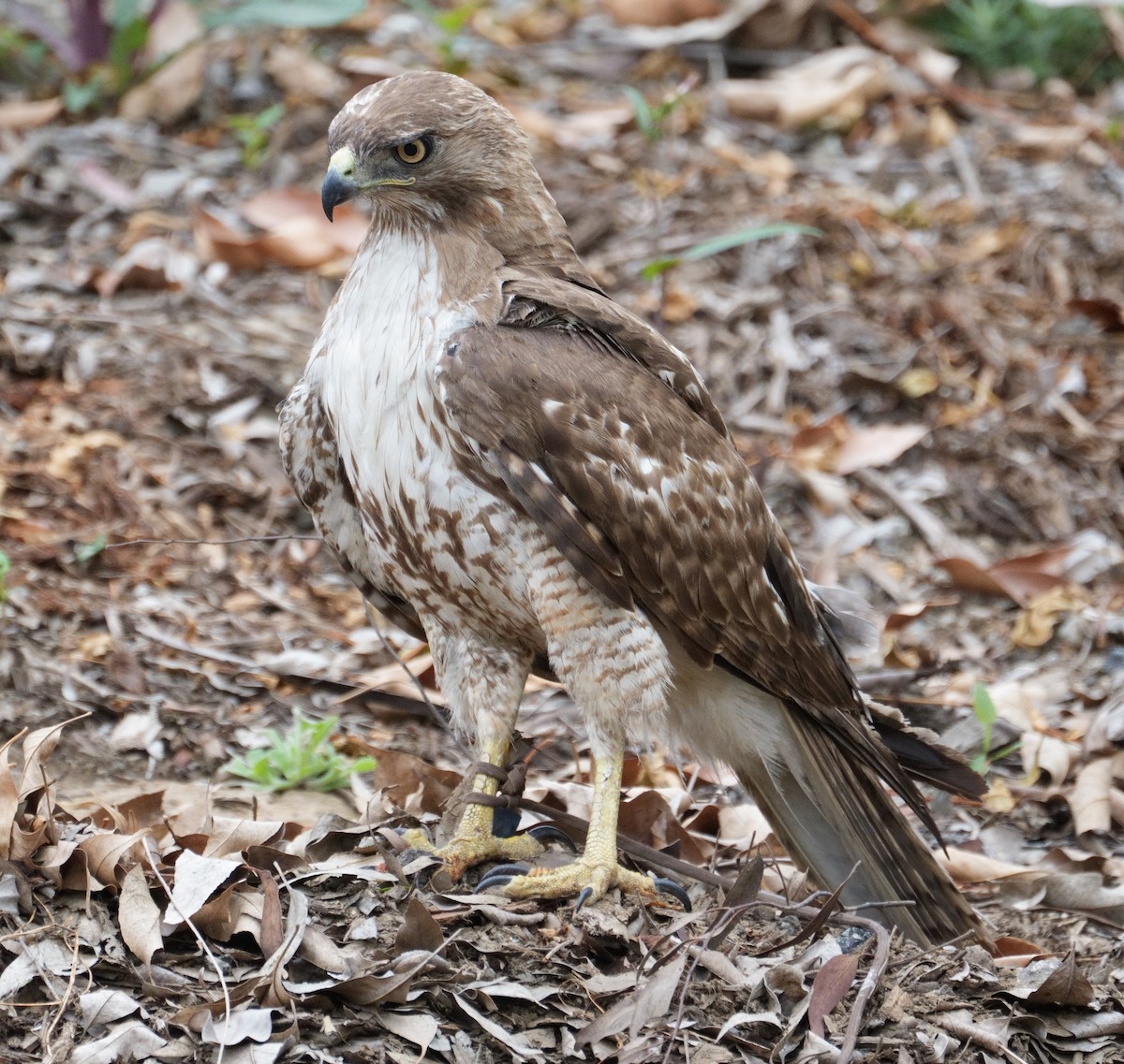 Red-tailed Hawk - ML618400723