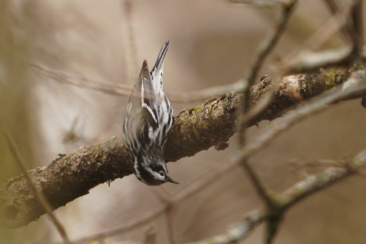 Black-and-white Warbler - ML618400724