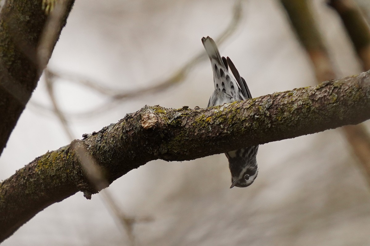 Black-and-white Warbler - ML618400725
