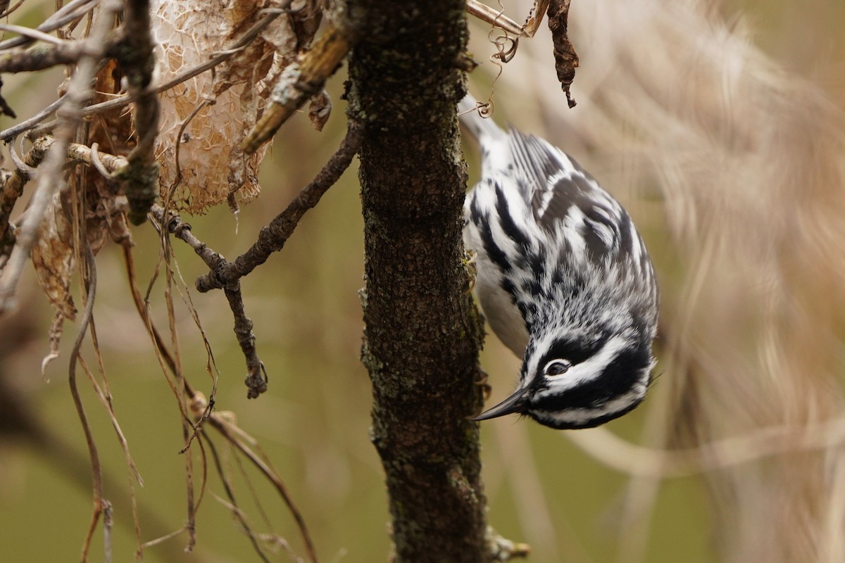 Black-and-white Warbler - ML618400726