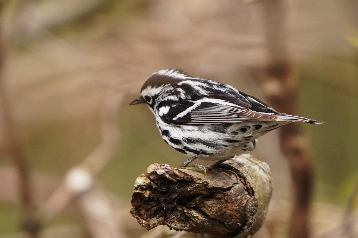 Black-and-white Warbler - ML618400727