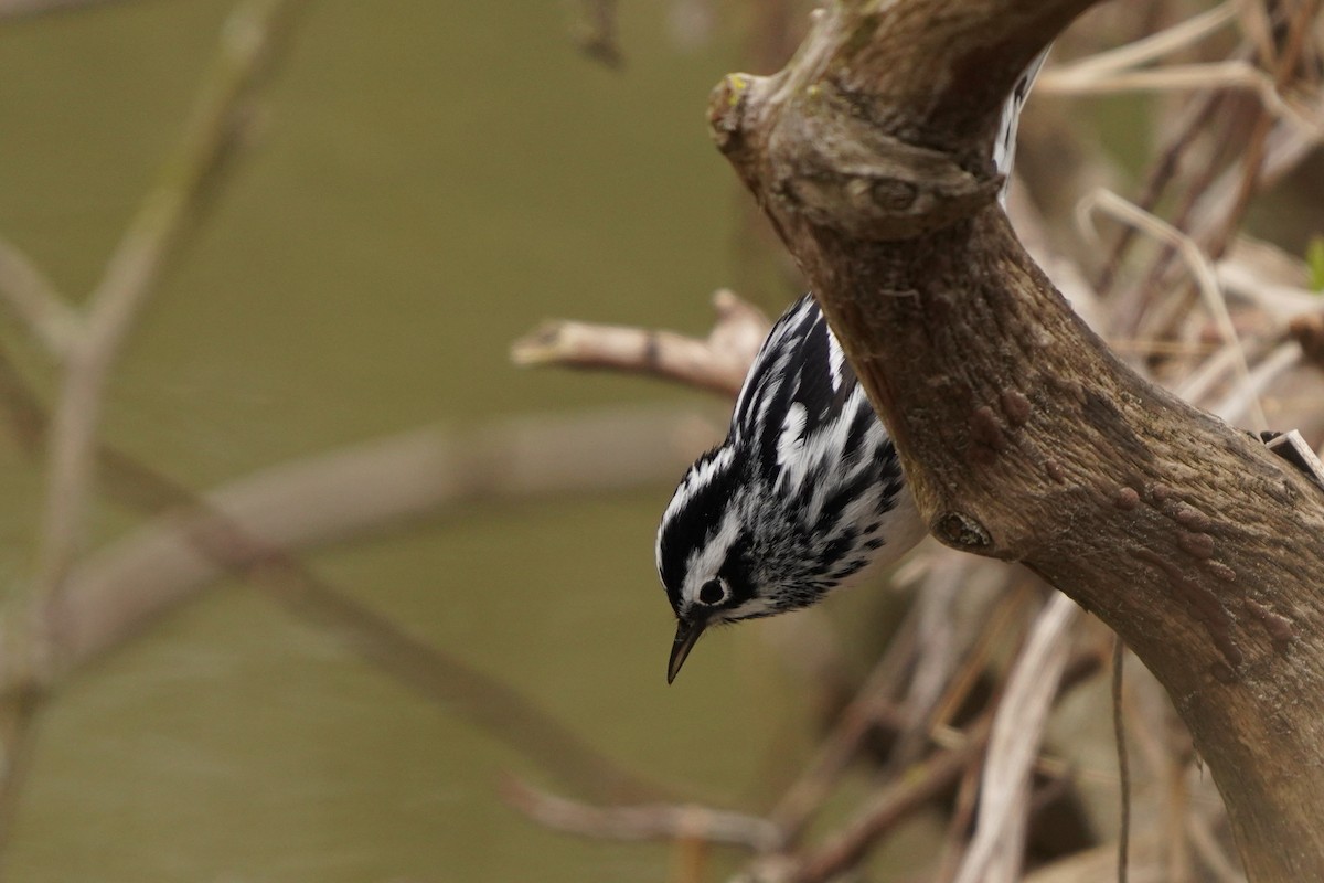 Black-and-white Warbler - ML618400728