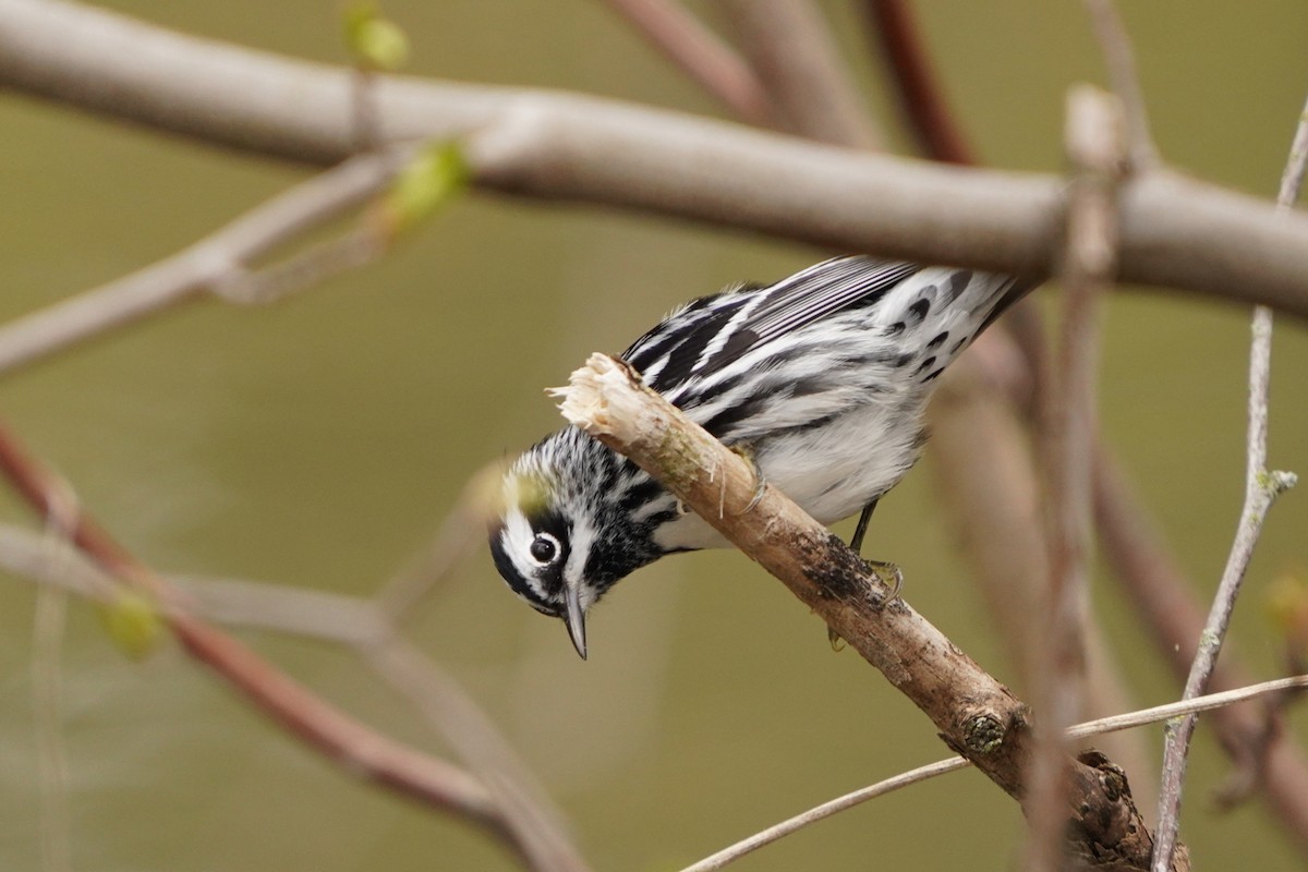 Black-and-white Warbler - ML618400729