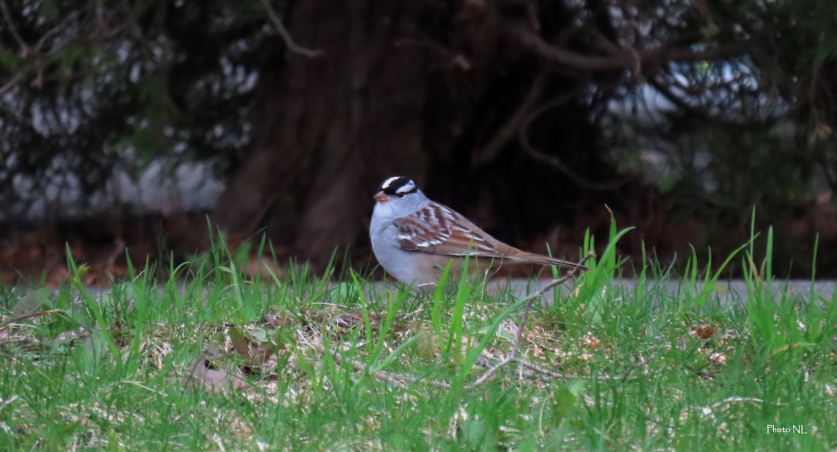 White-crowned Sparrow - ML618400737