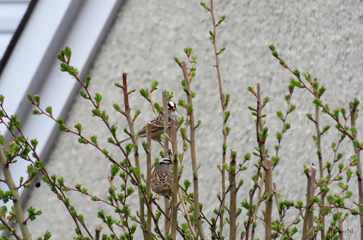 White-crowned Sparrow - ML618400738