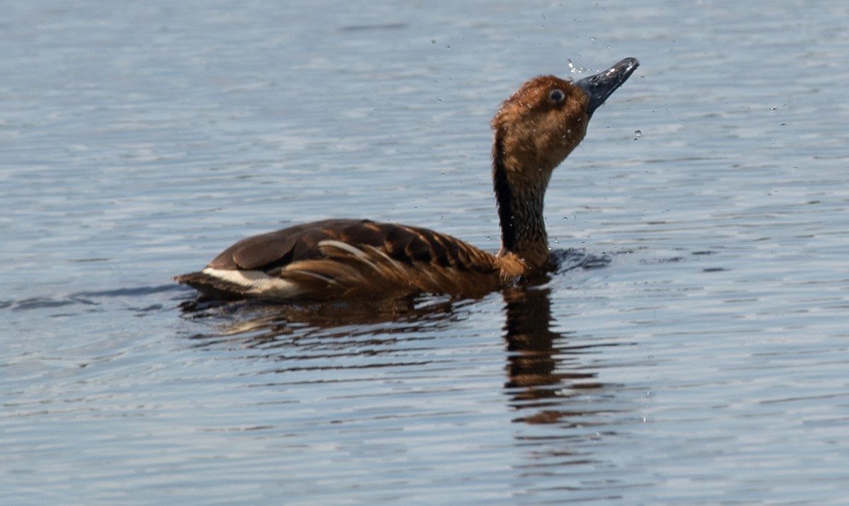 Fulvous Whistling-Duck - ML618400785