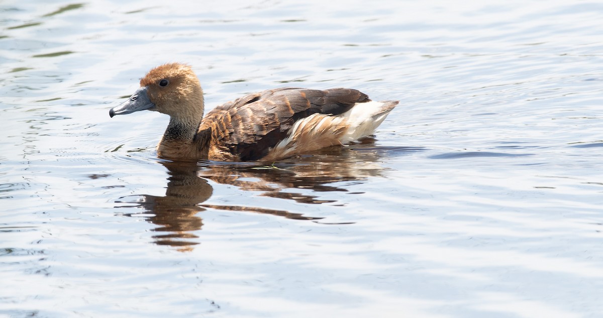 Fulvous Whistling-Duck - ML618400786