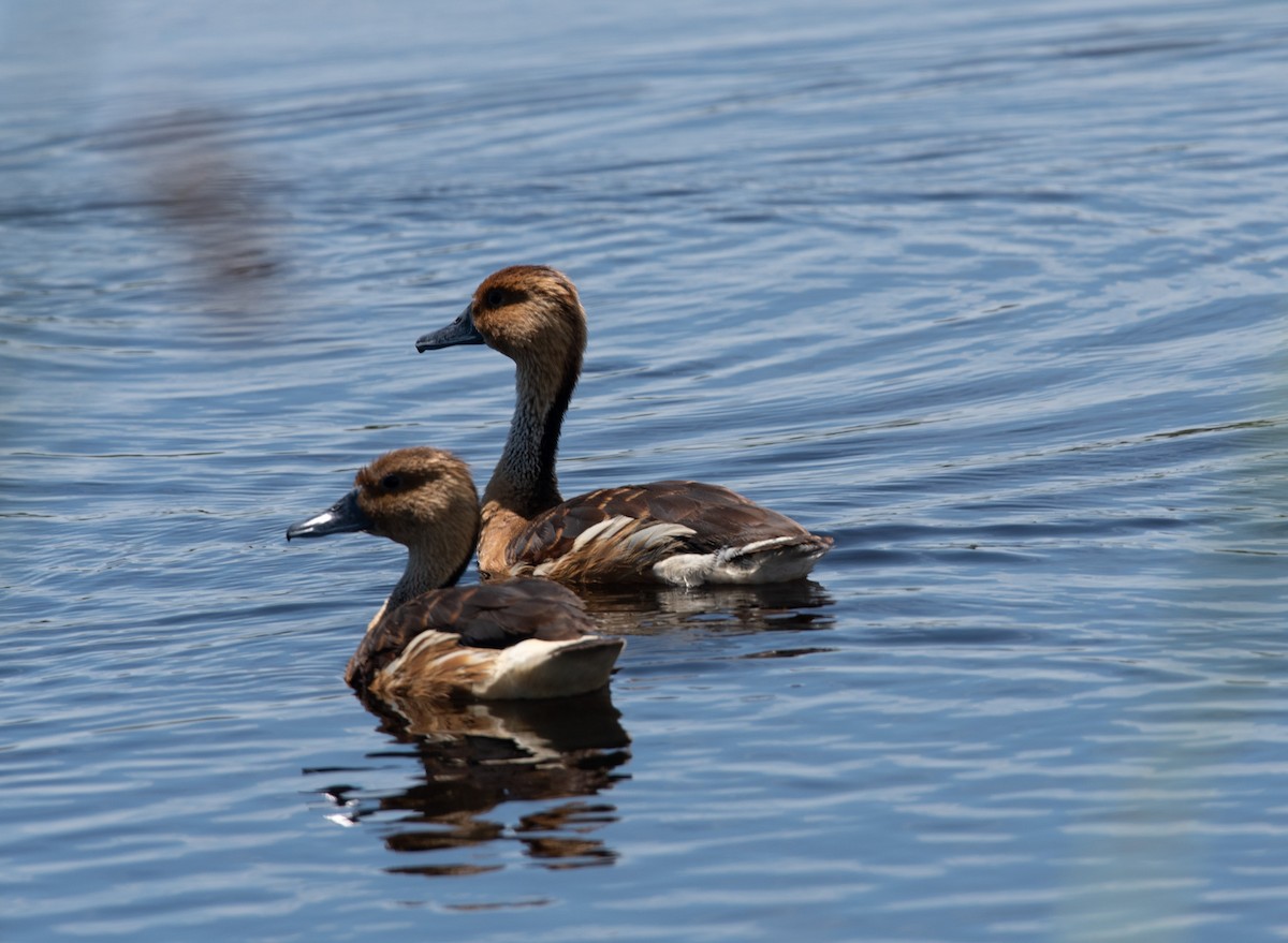 Fulvous Whistling-Duck - ML618400787