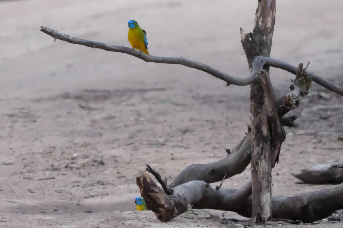 Turquoise Parrot - ML618400843