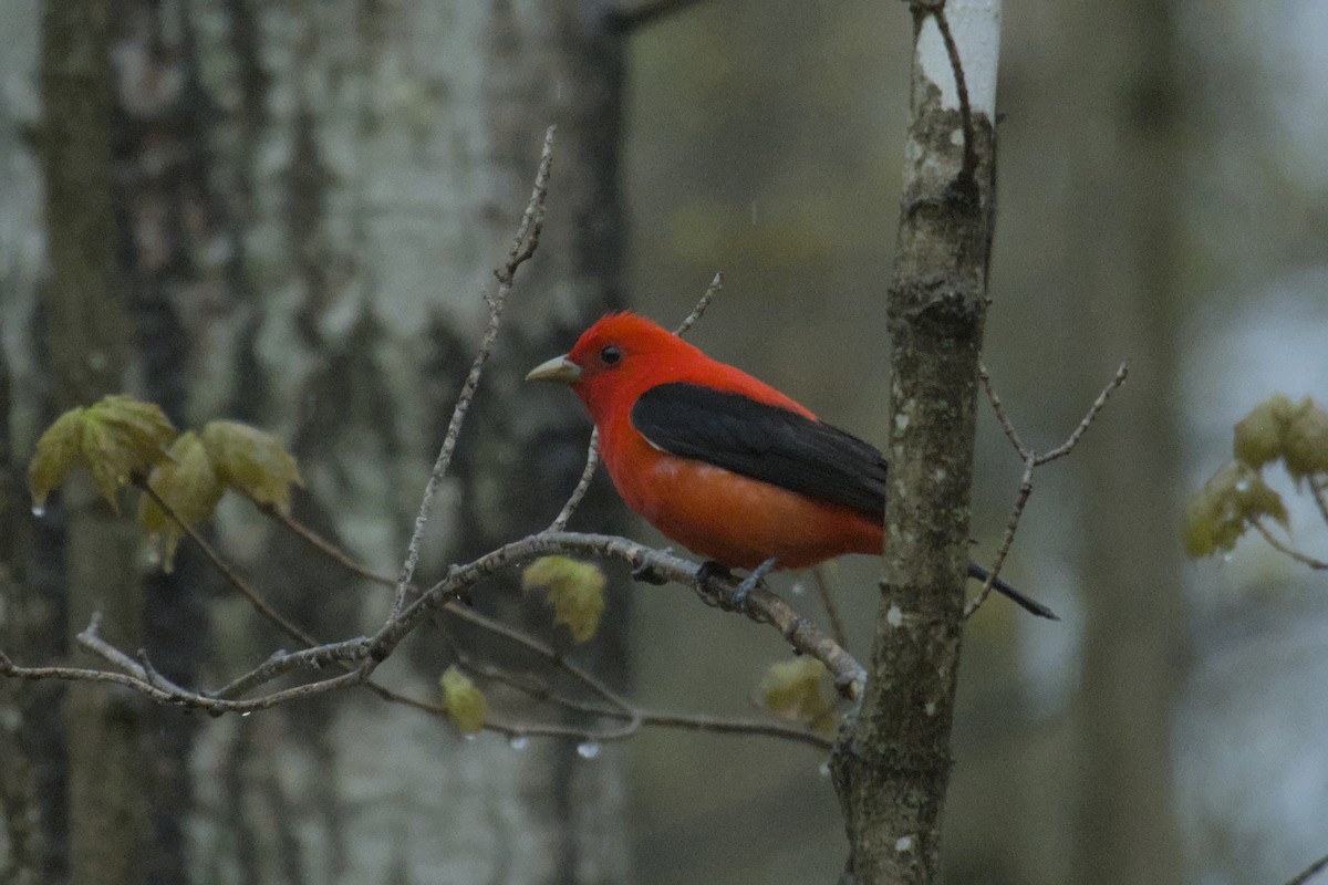 Scarlet Tanager - ML618400849