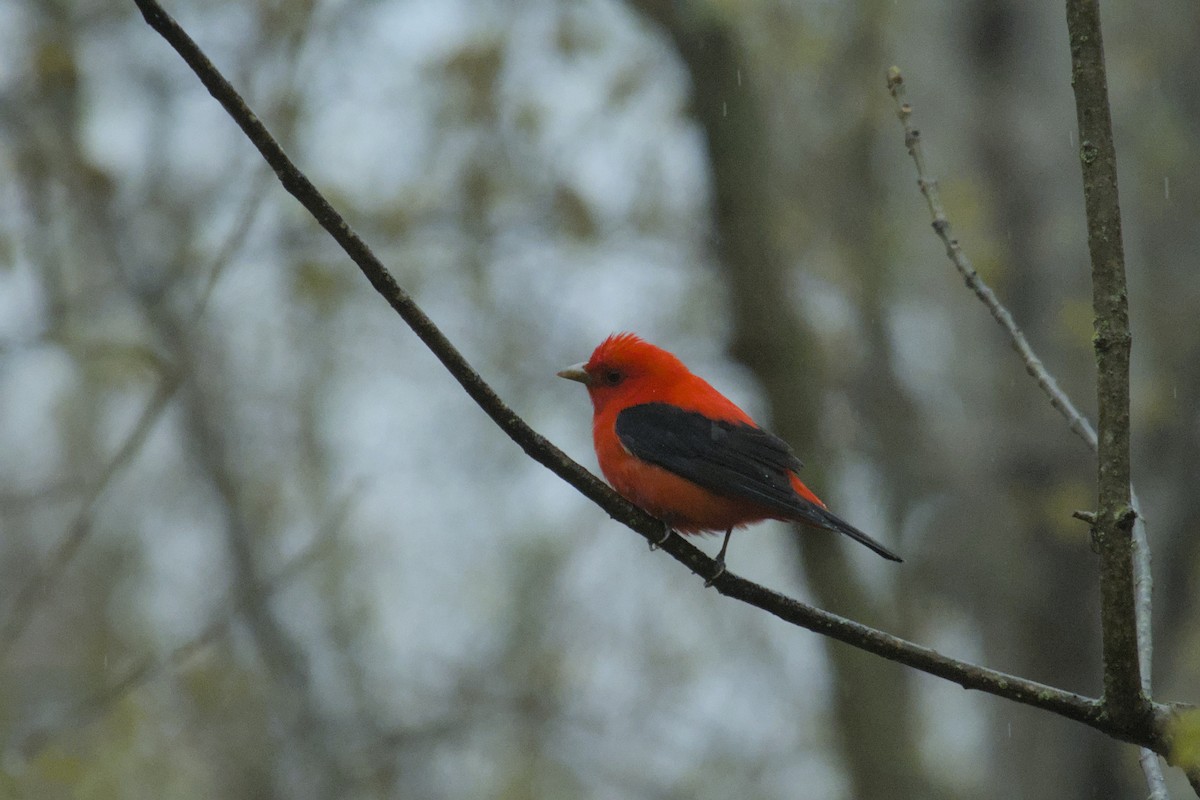 Scarlet Tanager - ML618400850