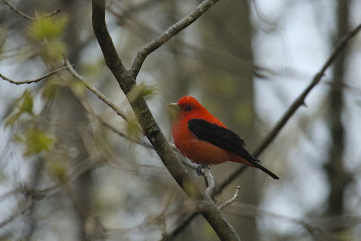 Scarlet Tanager - ML618400851
