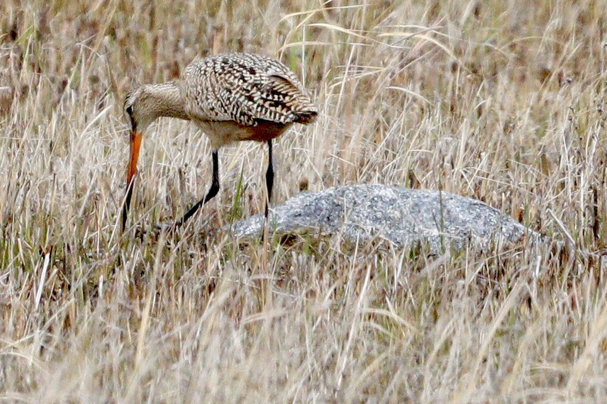 Marbled Godwit - Jay & Judy Anderson