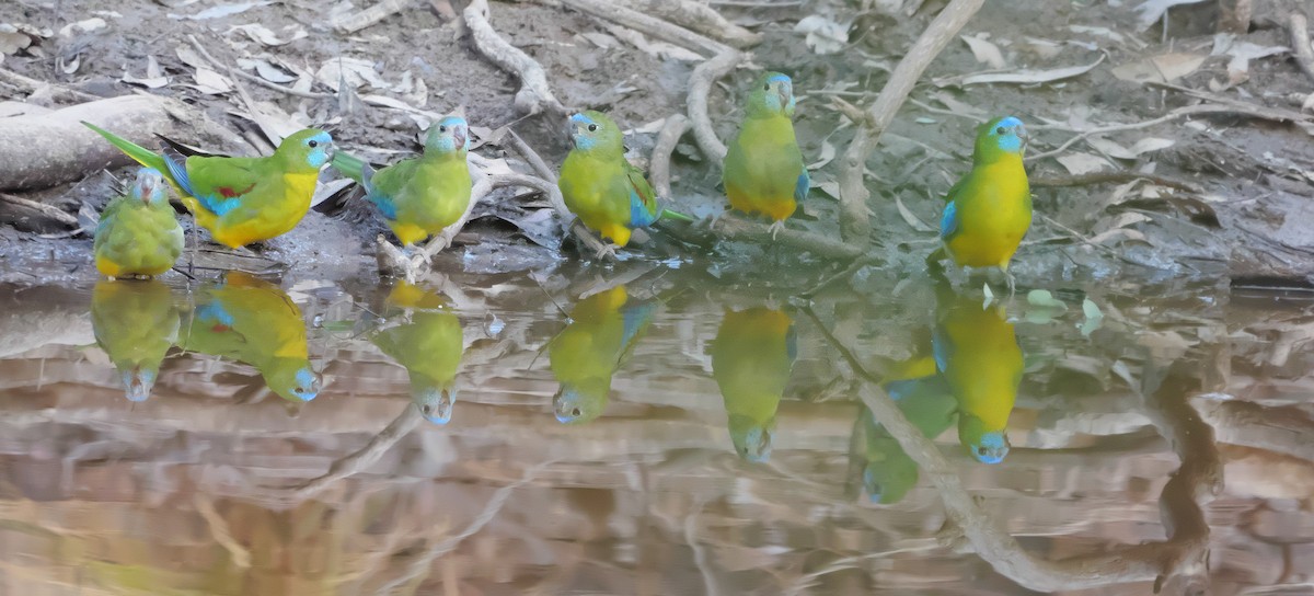 Turquoise Parrot - ML618400877