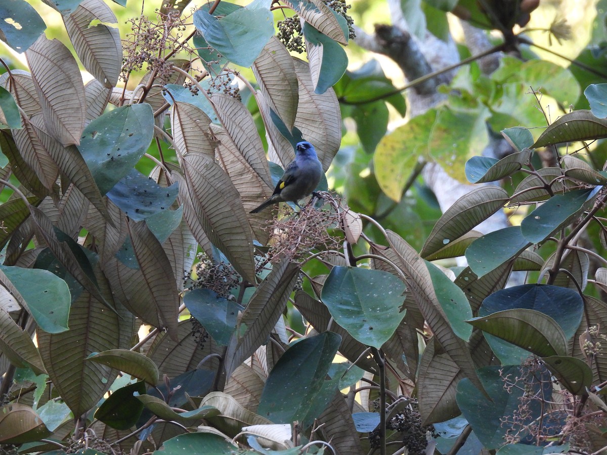 Yellow-winged Tanager - ML618400879
