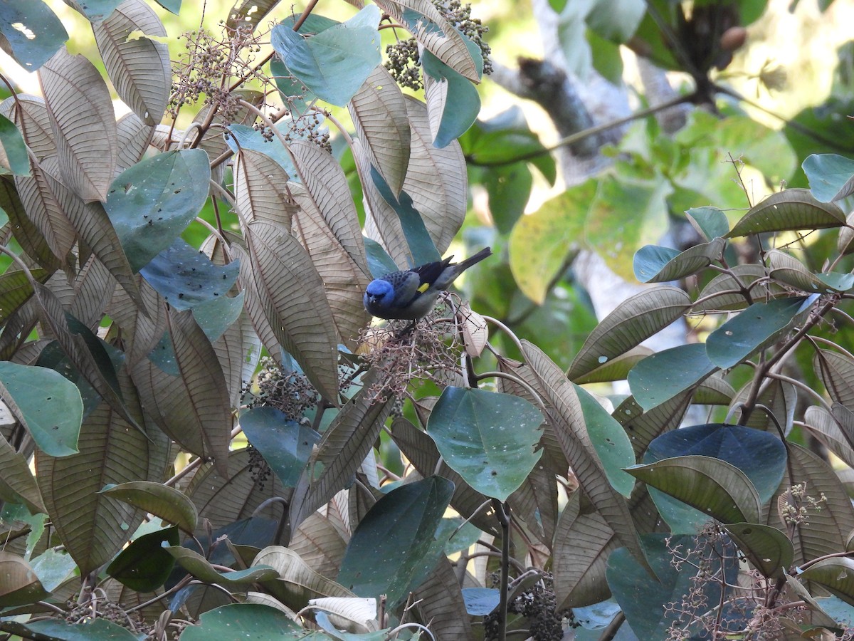 Yellow-winged Tanager - ML618400880
