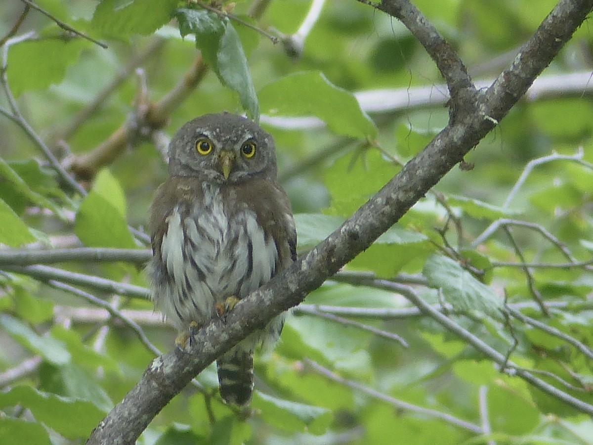 Northern Pygmy-Owl - ML618400883