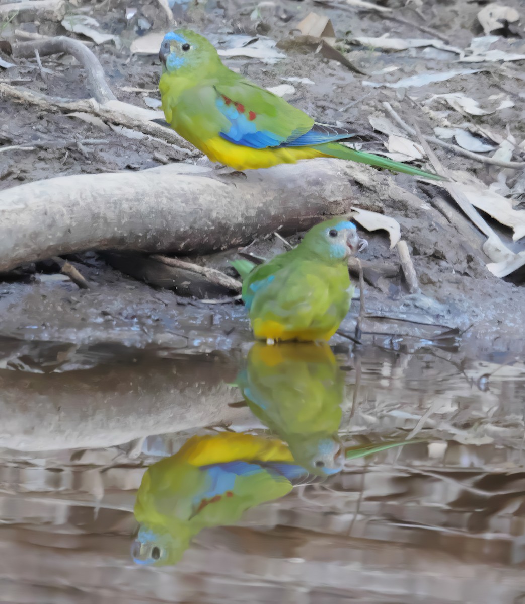 Turquoise Parrot - ML618400894