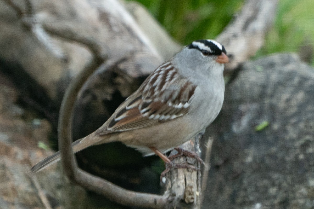 White-crowned Sparrow - ML618400934