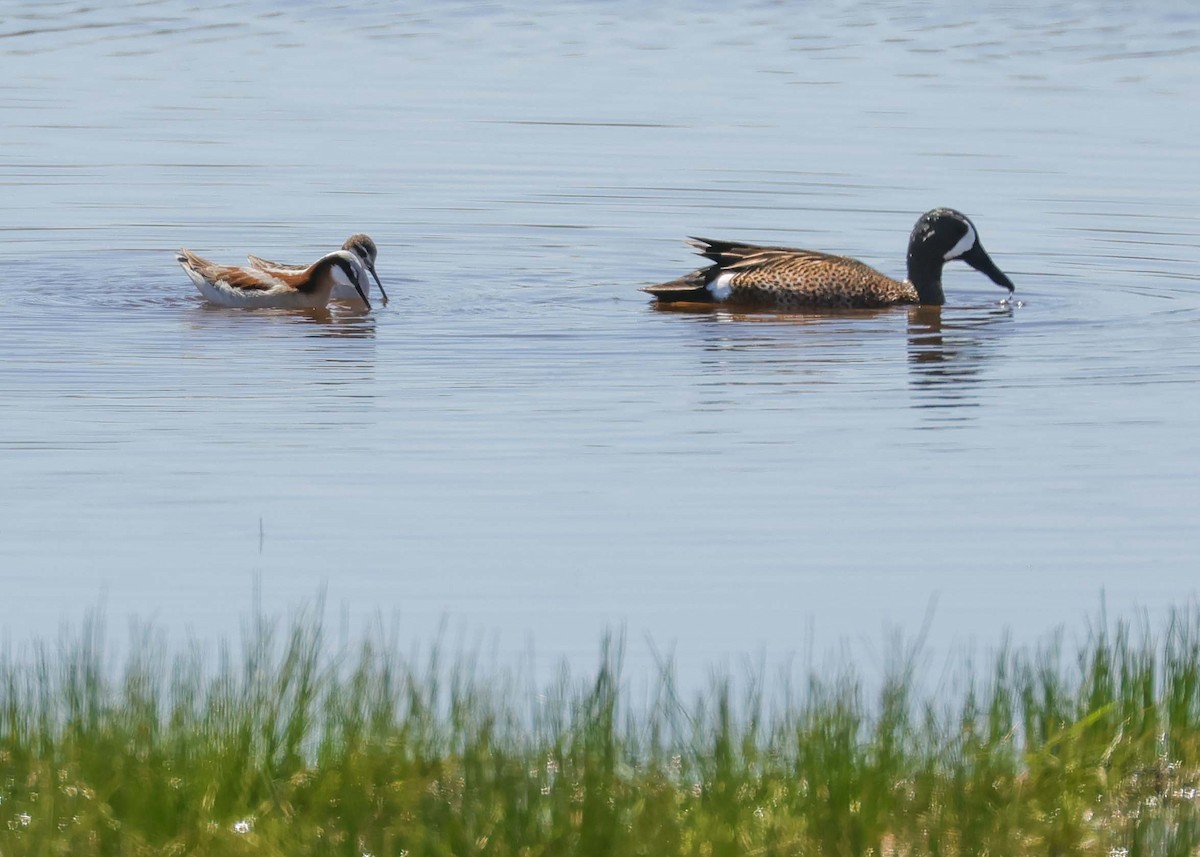 Blue-winged Teal - ML618400936