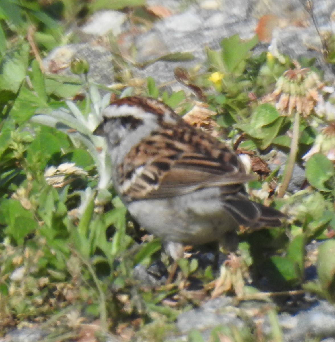 Chipping Sparrow - ML618400941
