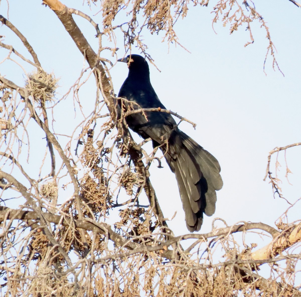 Great-tailed Grackle - ML618400942