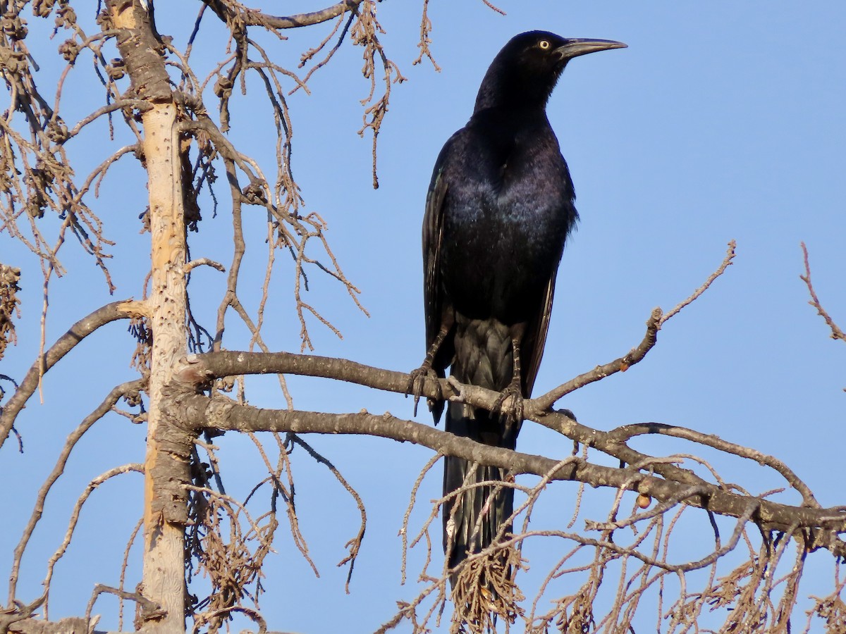 Great-tailed Grackle - ML618400943