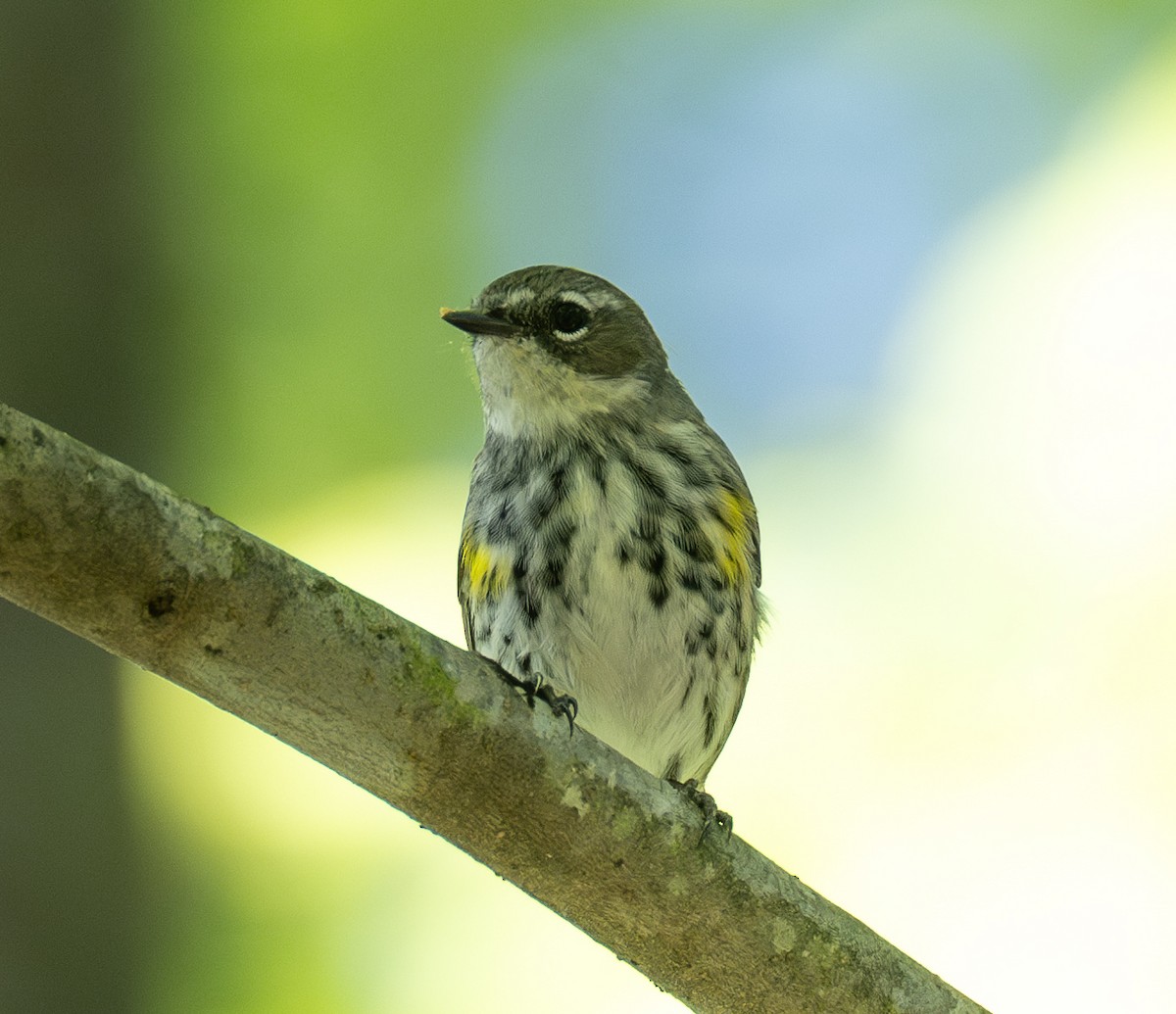 Yellow-rumped Warbler (Myrtle) - ML618400945