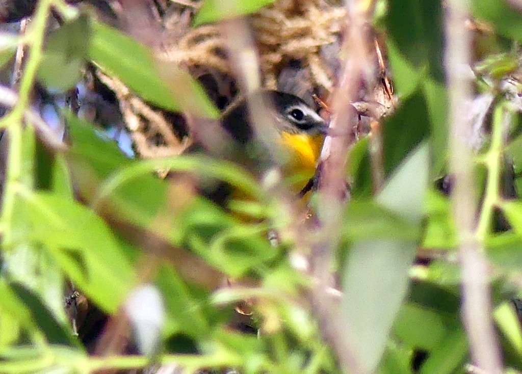 Yellow-breasted Chat - Femi Faminu