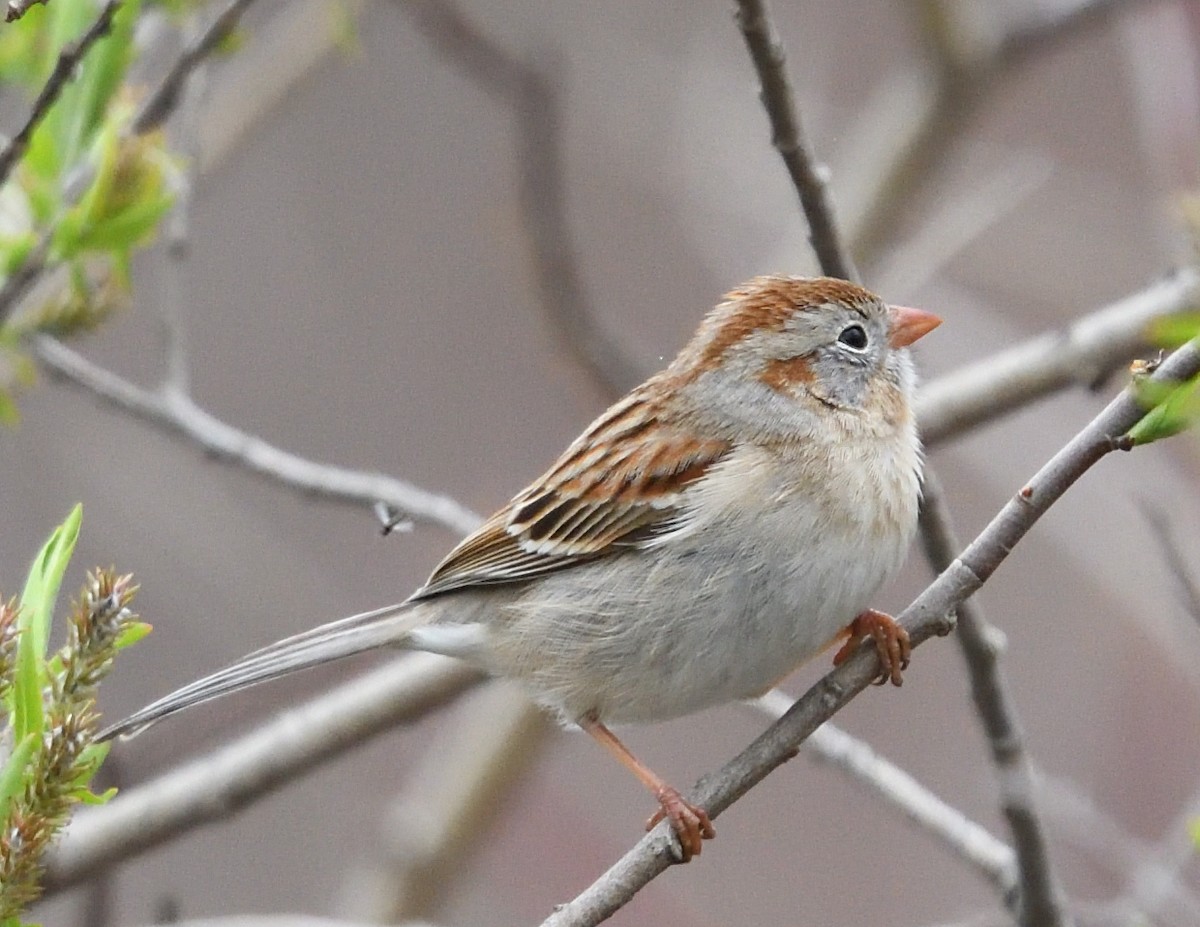 Field Sparrow - ML618400960