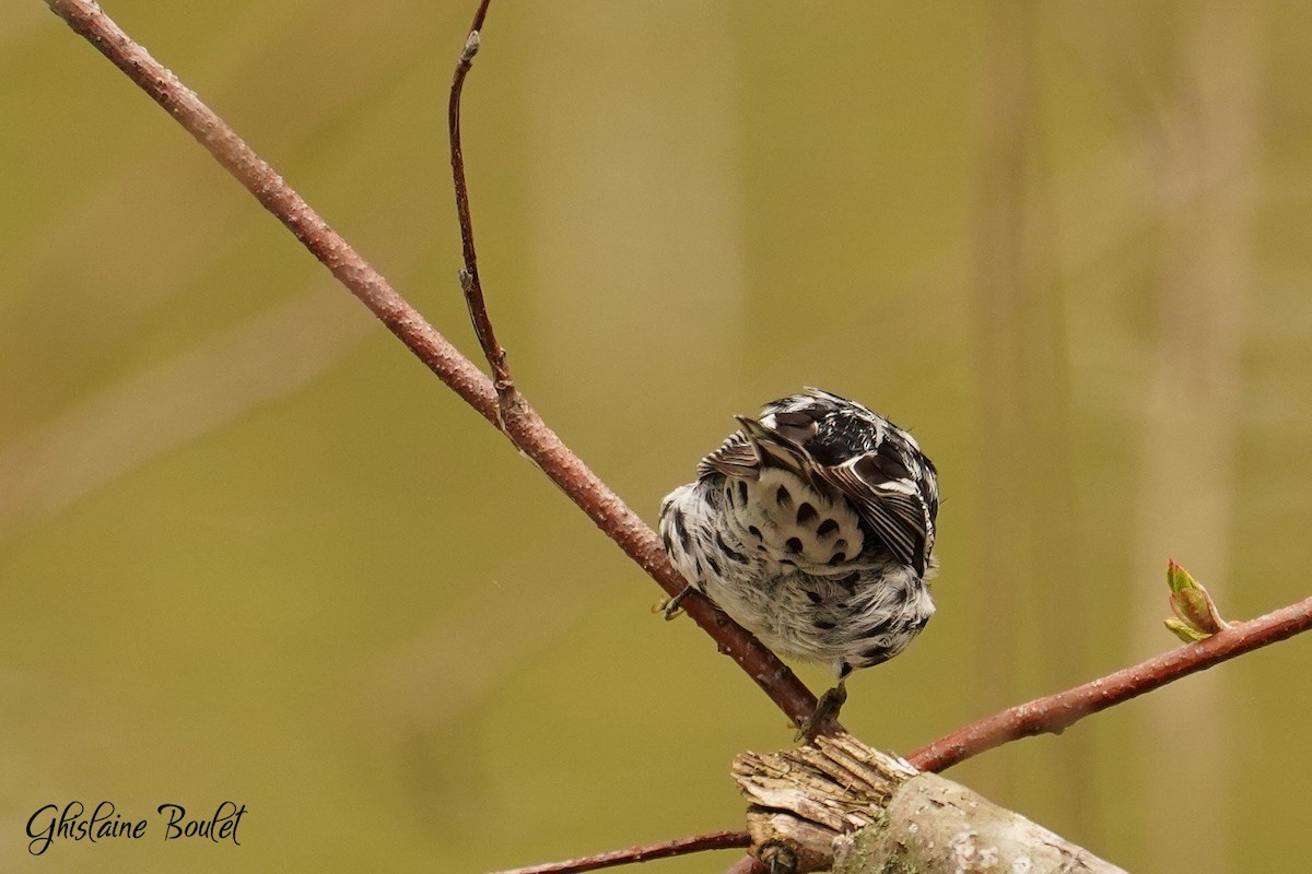 Black-and-white Warbler - ML618400962