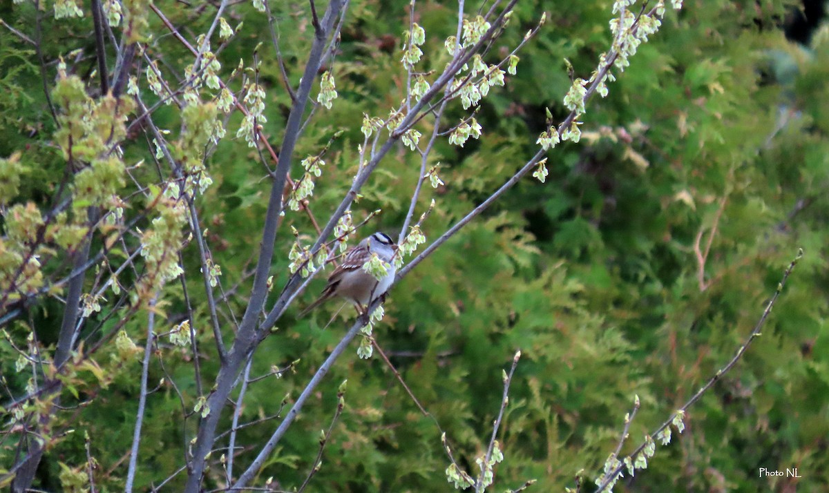 White-crowned Sparrow - ML618400981