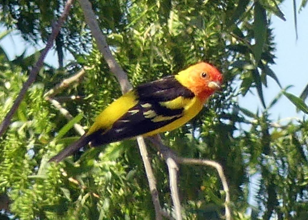 Western Tanager - ML618401000
