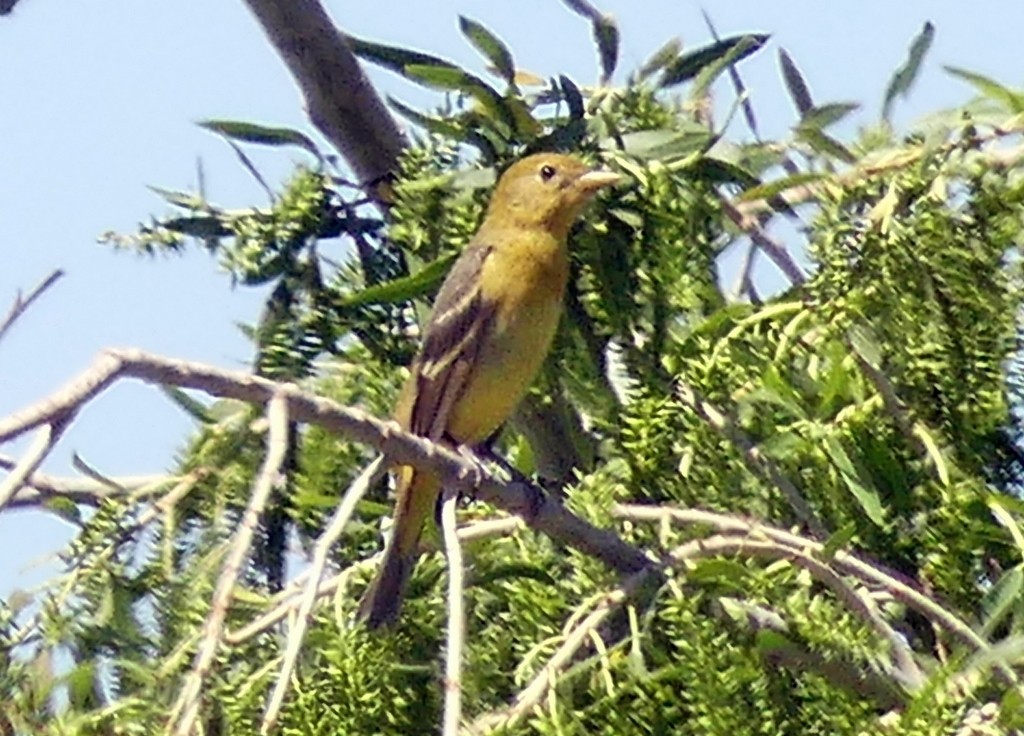 Western Tanager - ML618401001