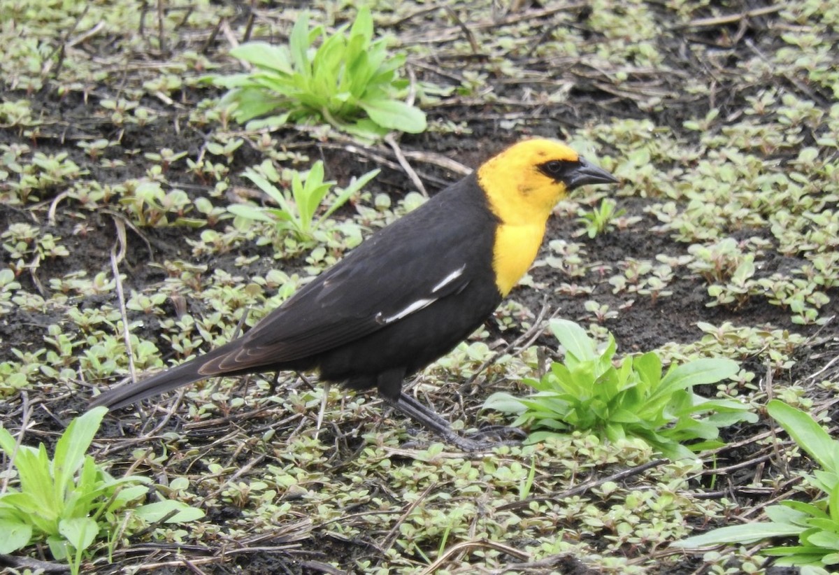 Yellow-headed Blackbird - ML618401006