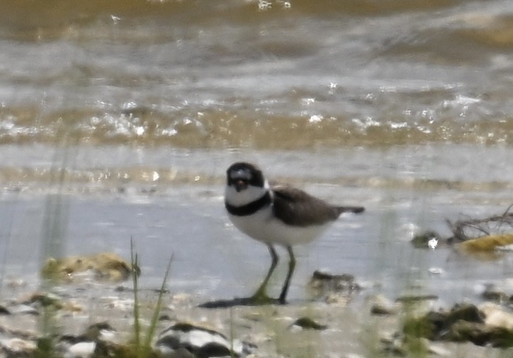 Semipalmated Plover - ML618401054