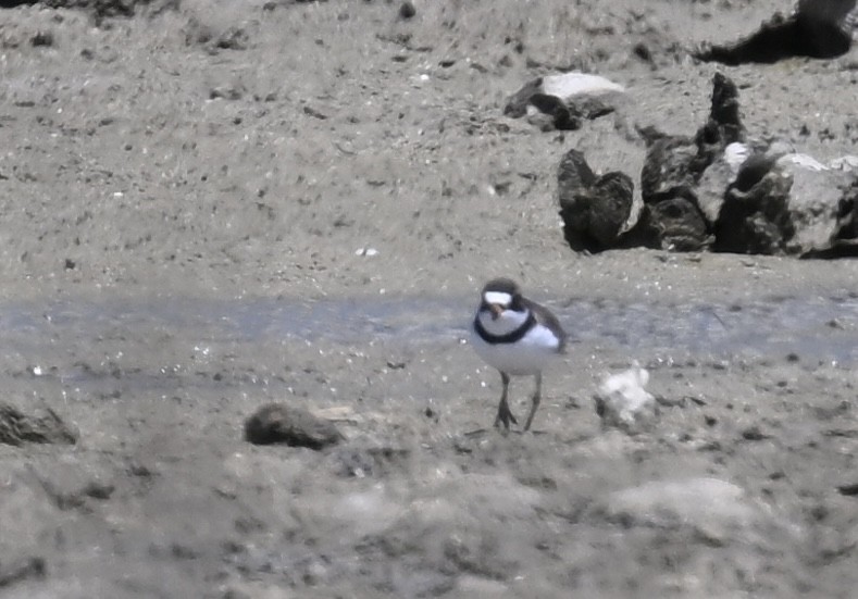 Semipalmated Plover - ML618401055