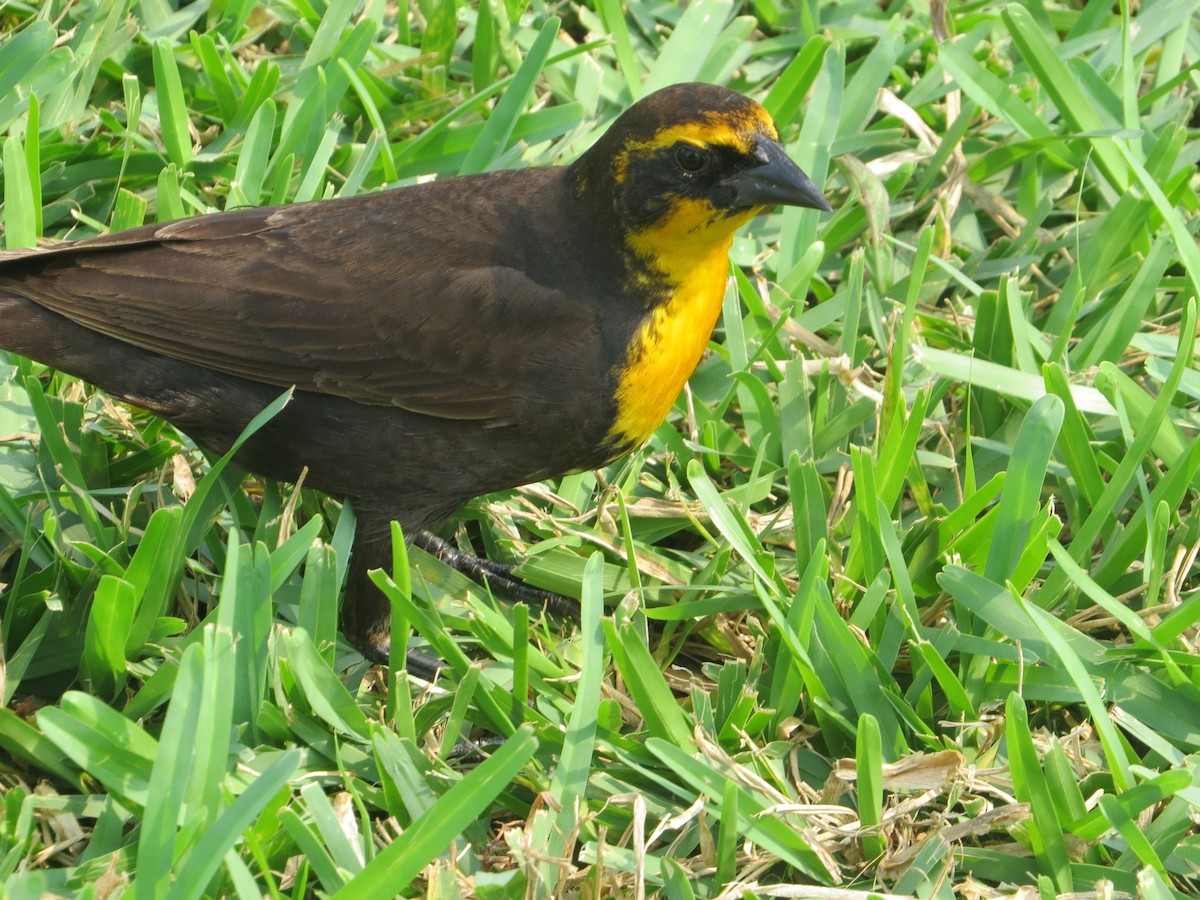 Yellow-headed Blackbird - ML618401076