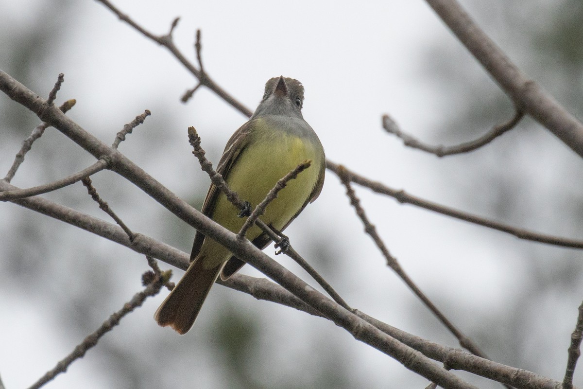 Great Crested Flycatcher - ML618401105