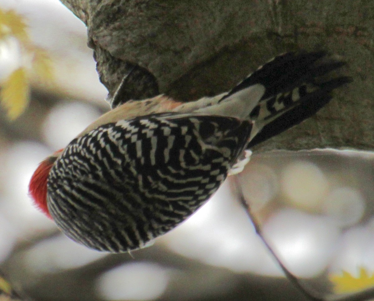 Red-bellied Woodpecker - ML618401162