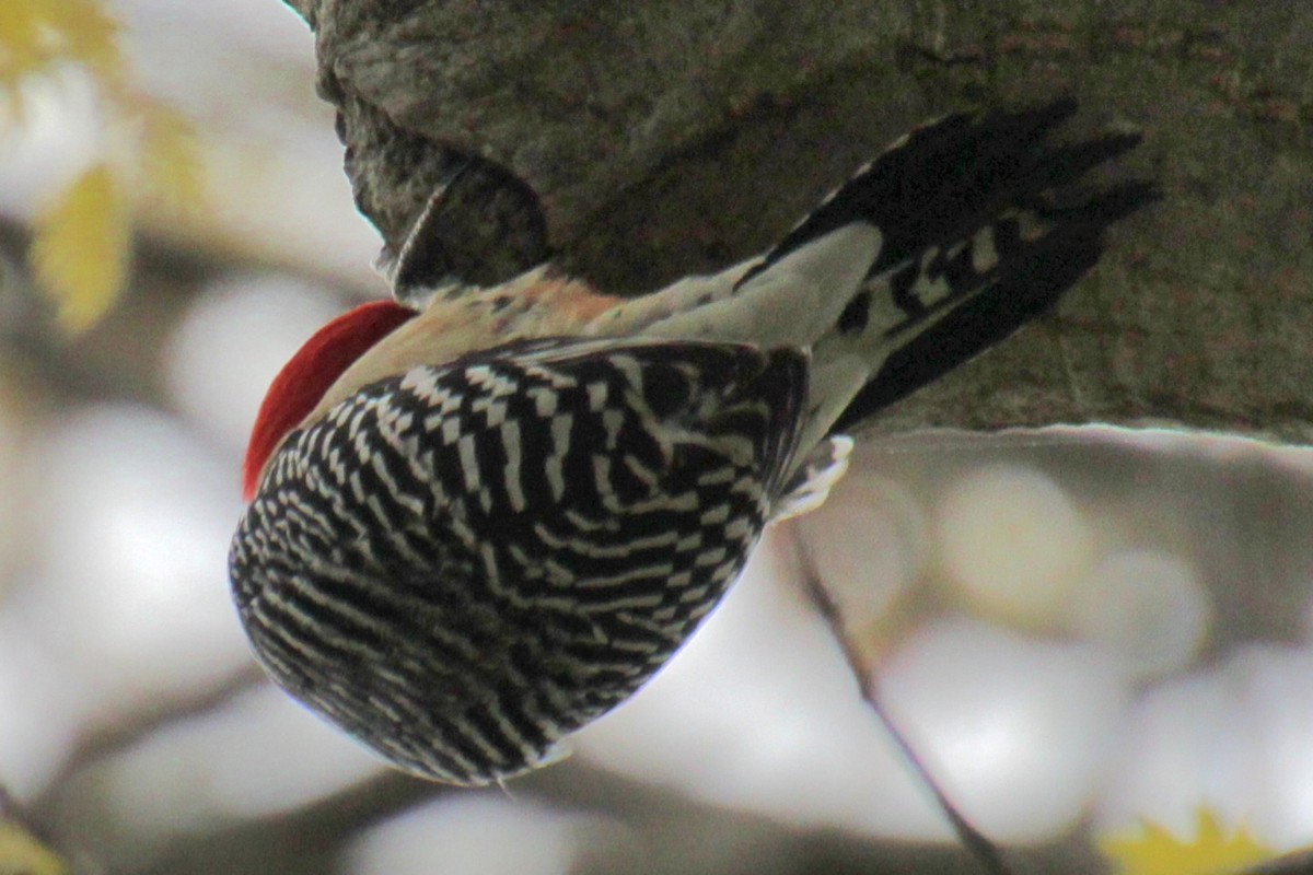 Red-bellied Woodpecker - ML618401163