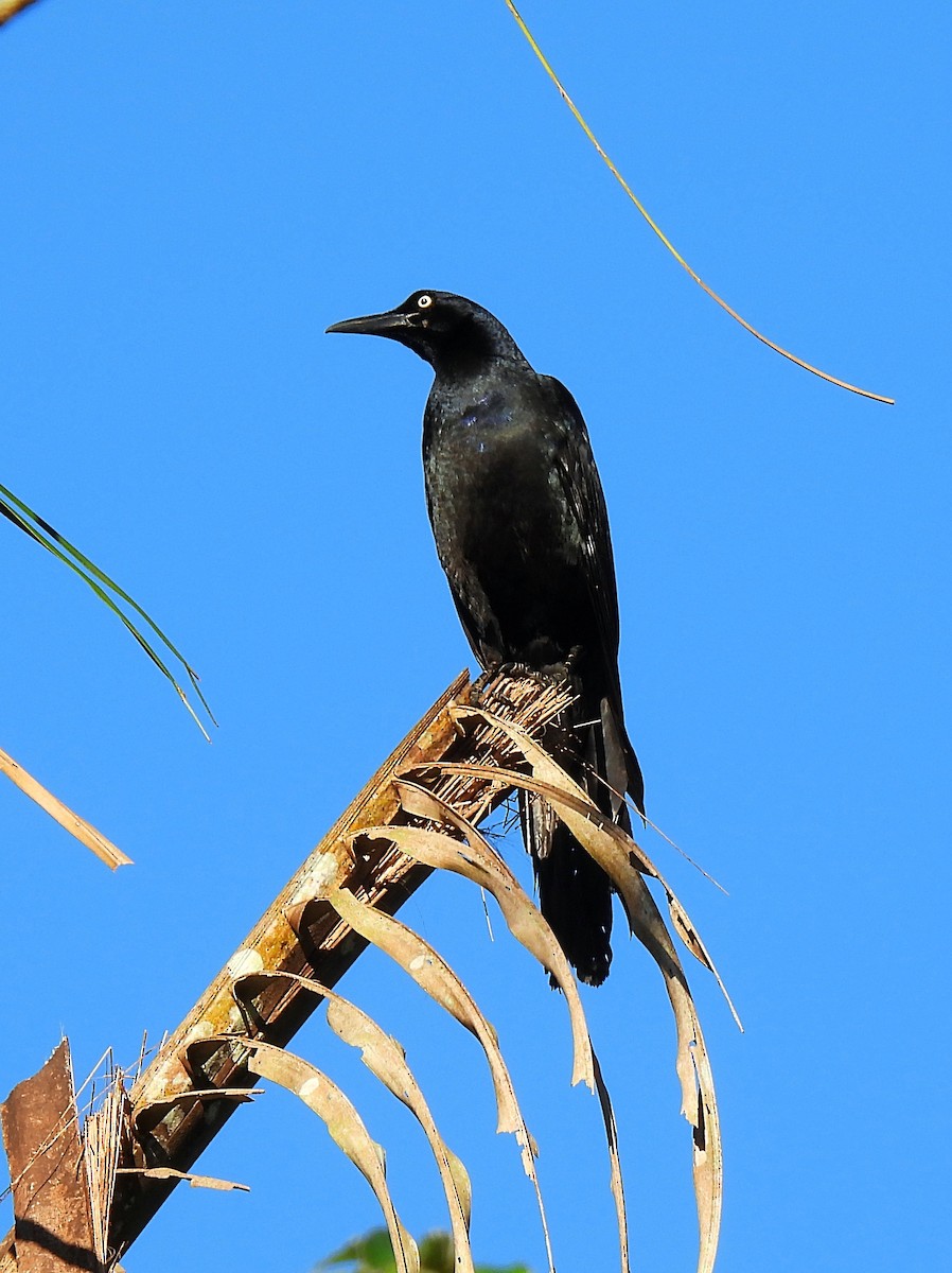 Great-tailed Grackle - ML618401165